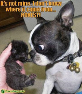 meme with a small puppy pointed at a dog that reads "it's not mine, I don't know where it came from…HONEST! "